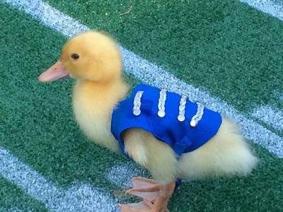We created these duck costumes amoung a number of animal costumes for Pepsi's "Cutest Halftime Show Ever." 	